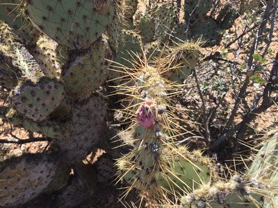 Opuntia martiniana, photographed by CK2AZ