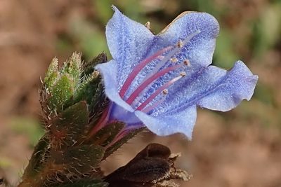 Lobostemon trigonus, photographed by Peter Warren