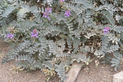 Astragalus palmeri, photographed by runcator