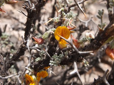 Adesmia horrida, photographed by Fabien Anthelme