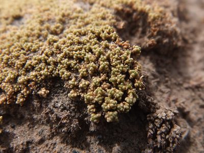 Frankenia triandra, photographed by Fabien Anthelme