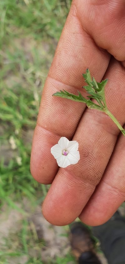 Ipomoea coptica, photographed by Nic Knott-Craig