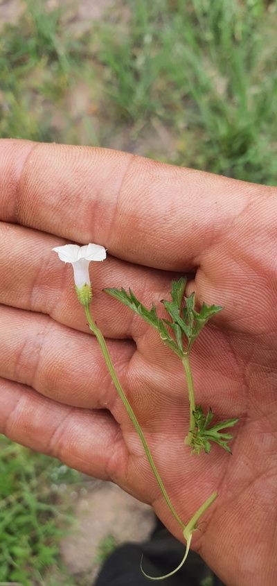 Ipomoea coptica, photographed by Nic Knott-Craig