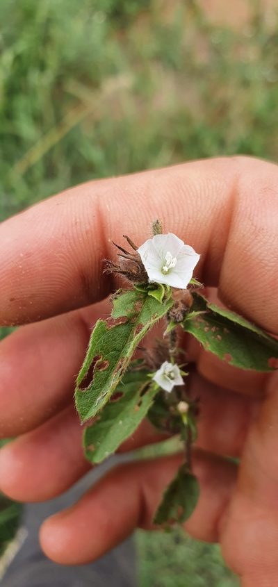 Seddera suffruticosa, photographed by Nic Knott-Craig