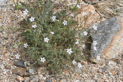 Saltugilia australis, photographed by runcator