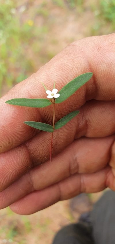 Euphorbia neopolycnemoides, photographed by Nic Knott-Craig