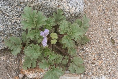 Phacelia pedicellata, photographed by runcator
