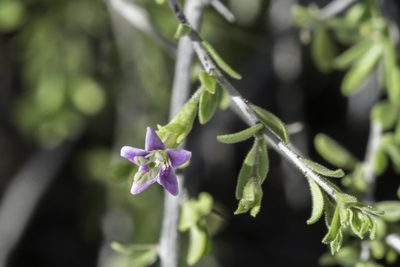 Lycium parishii, photographed by Craig Martin
