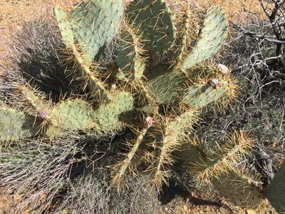 Opuntia curvispina, photographed by CK2AZ