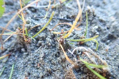 Isolepis basilaris, photographed by Arnim Littek