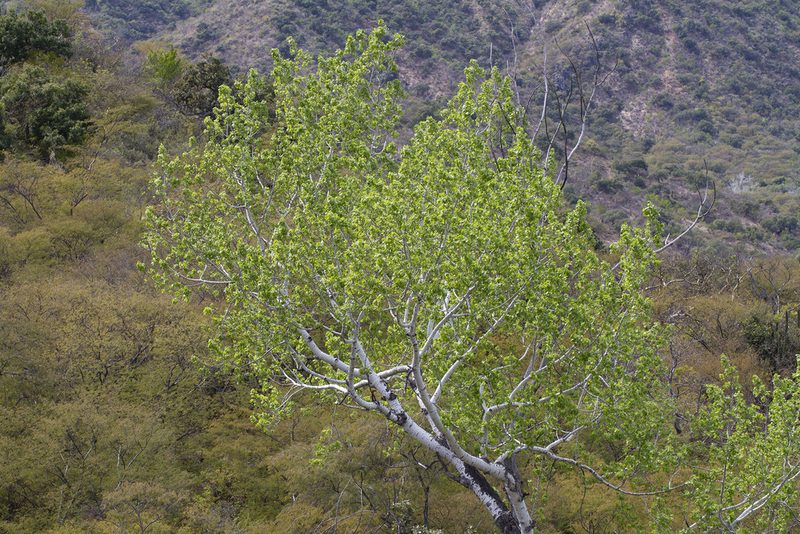 Populus brandegeei, photographed by Kristof Zyskowski
