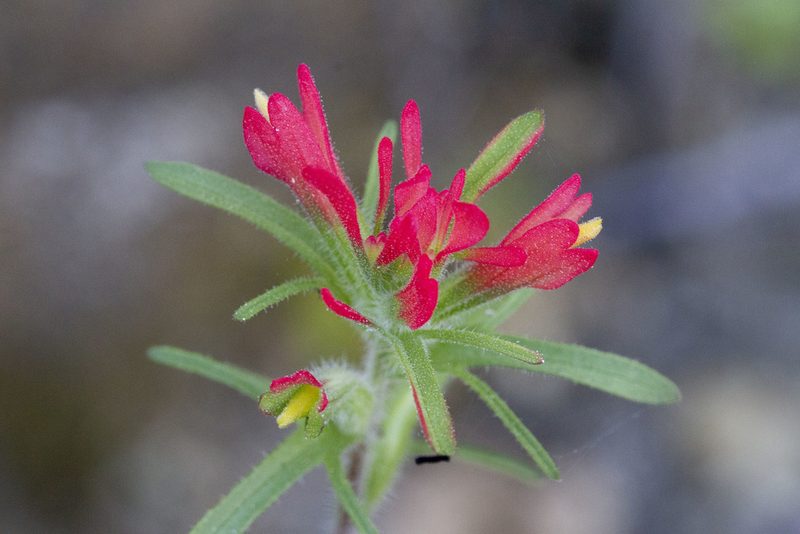 Castilleja bryantii, photographed by Kristof Zyskowski