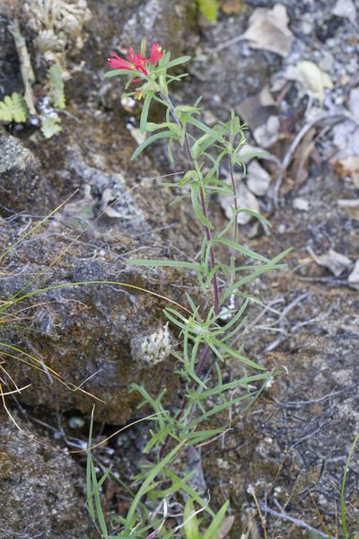 Castilleja bryantii, photographed by Kristof Zyskowski