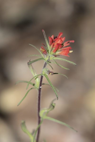 Castilleja bryantii, photographed by Kristof Zyskowski