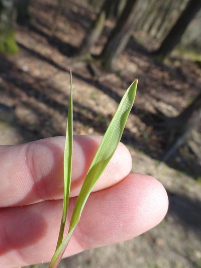 Poa chaixii, photographed by Robert H. Wardell