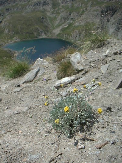 Artemisia glacialis, photographed by Fabien Anthelme