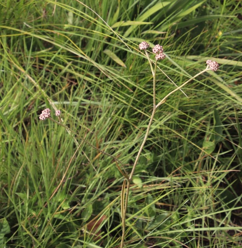 Helichrysum calocephalum, photographed by Tony Rebelo