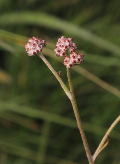 Helichrysum calocephalum, photographed by Tony Rebelo