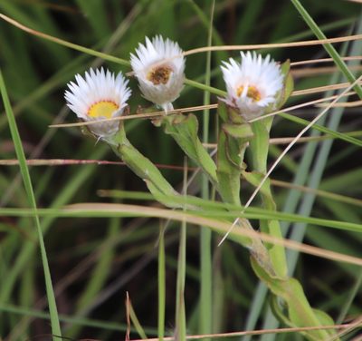 Helichrysum monticola, photographed by Tony Rebelo