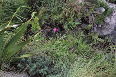 Dimorphotheca jucunda, photographed by Tony Rebelo