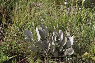 Helichrysum acutatum, photographed by Tony Rebelo