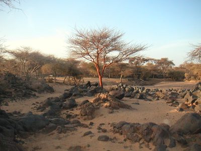 Vachellia seyal, photographed by Fabien Anthelme