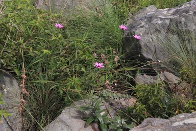 Dimorphotheca jucunda, photographed by Tony Rebelo
