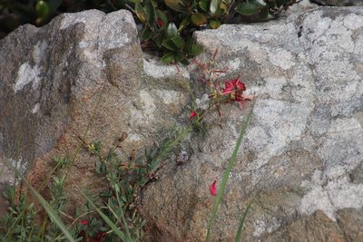 Indigofera tristoides, photographed by Tony Rebelo