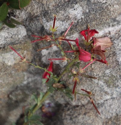 Indigofera tristoides, photographed by Tony Rebelo