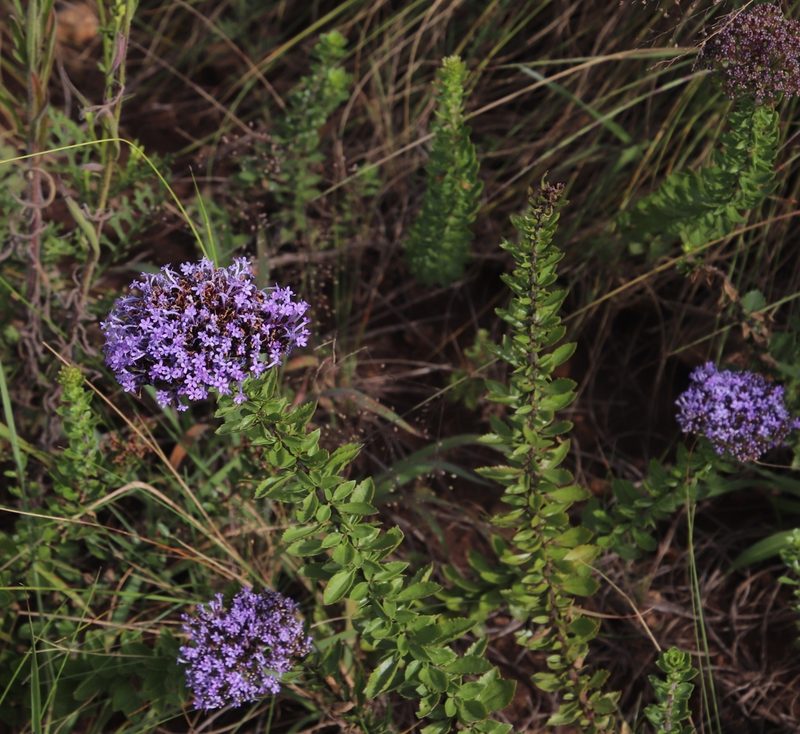 Tetraselago longituba, photographed by Tony Rebelo