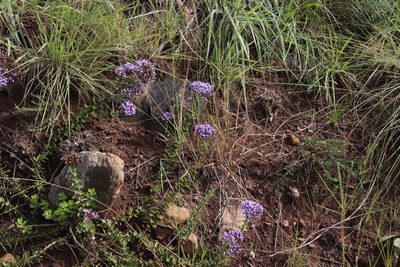 Tetraselago longituba, photographed by Tony Rebelo
