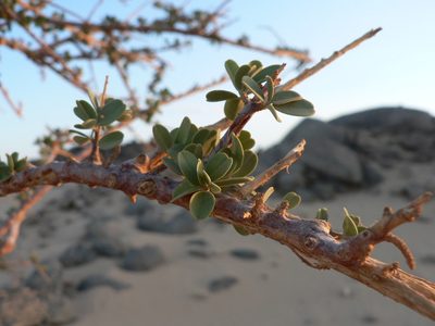 Maerua crassifolia, photographed by Fabien Anthelme
