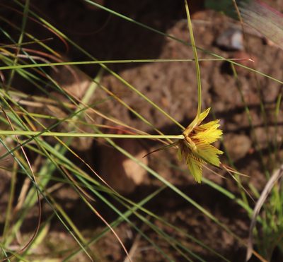 Cyperus sphaerocephalus, photographed by Tony Rebelo