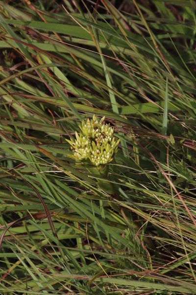 Crassula crenulata, photographed by Tony Rebelo