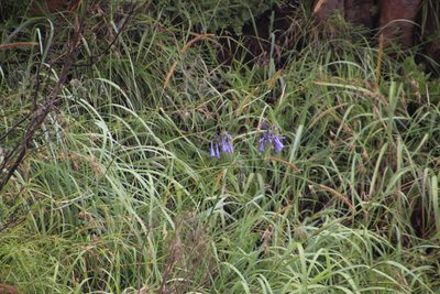 Agapanthus inapertus, photographed by Tony Rebelo