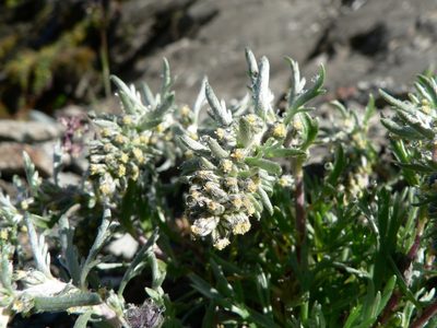 Artemisia genipi, photographed by Fabien Anthelme