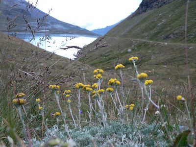 Artemisia glacialis, photographed by Fabien Anthelme