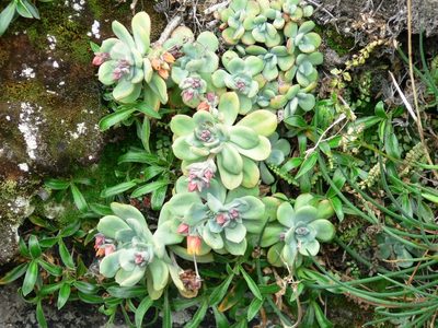 Echeveria quitensis, photographed by Fabien Anthelme