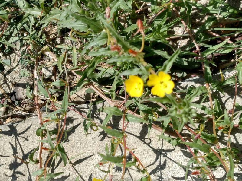 Camissoniopsis confusa, photographed by George Raymond