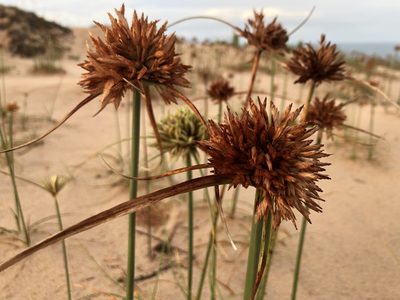 Cyperus crassipes, photographed by Tim Hirsch