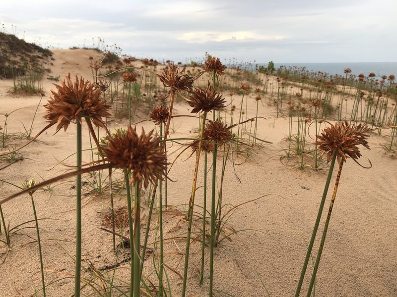 Cyperus crassipes, photographed by Tim Hirsch