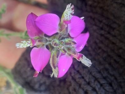 Polygala pubiflora, photographed by kevin koen