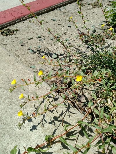 Camissoniopsis confusa, photographed by George Raymond
