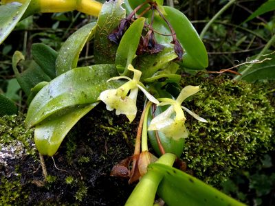 Epidendrum barbeyanum, photographed by Kai Squires