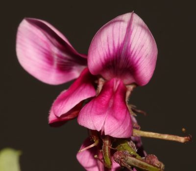 Indigofera intermedia, photographed by Brian du Preez