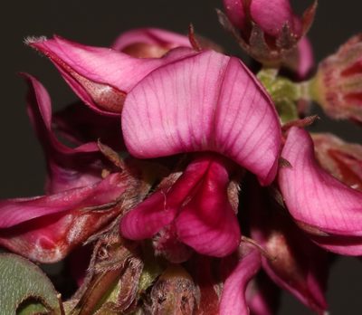 Indigofera intermedia, photographed by Brian du Preez