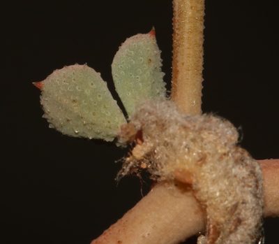 Seetzenia lanata, photographed by Brian du Preez