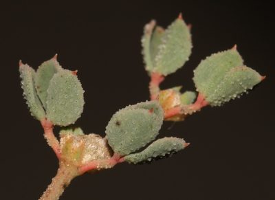 Seetzenia lanata, photographed by Brian du Preez