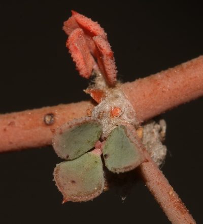 Seetzenia lanata, photographed by Brian du Preez