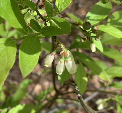 Vaccinium corymbosum, photographed by Ashwin Srinivasan